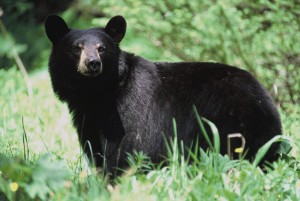 Black Bears Are Shy