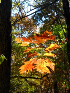 bright leaves