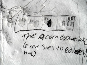 acorn dissection