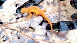 Orange eft, baby salamander